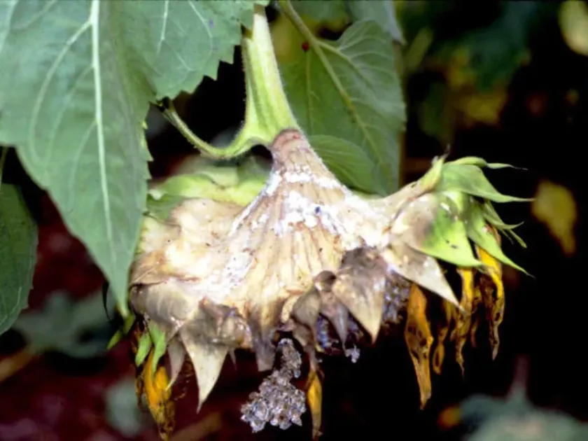 White mold of sunflower head