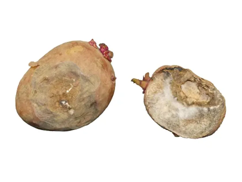 Gibberella pulicaris