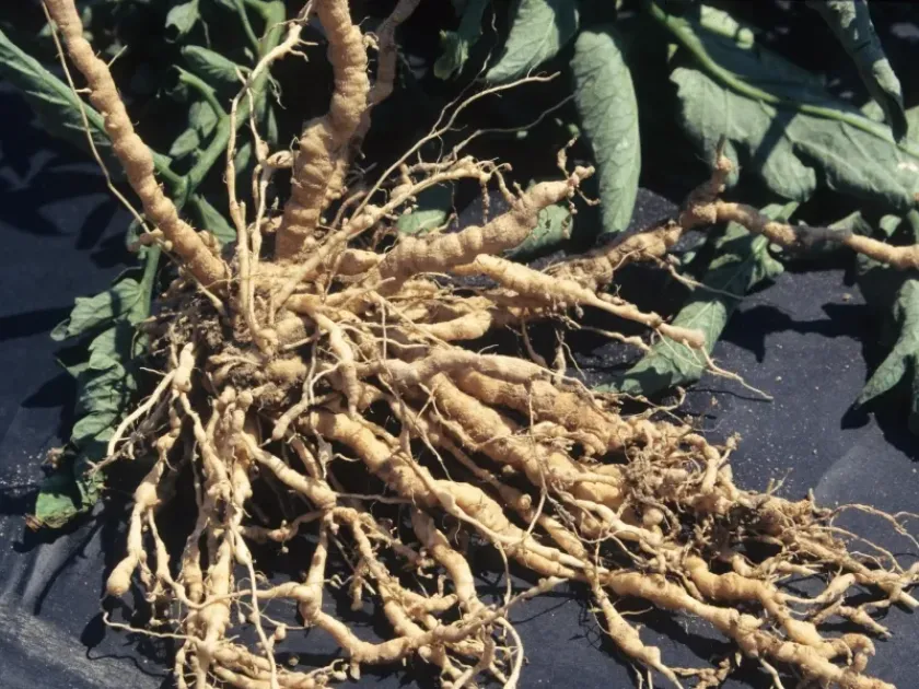 Root-knot nematode