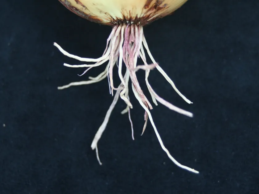 Pink root rot