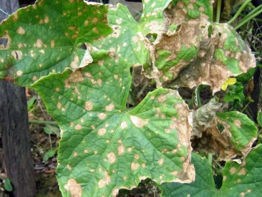 Angular leaf spot