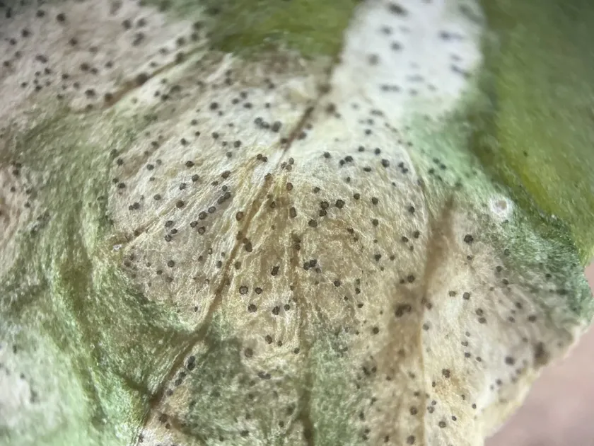 Septoria