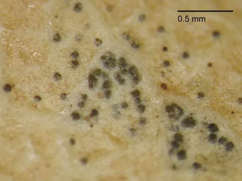 Phomopsis