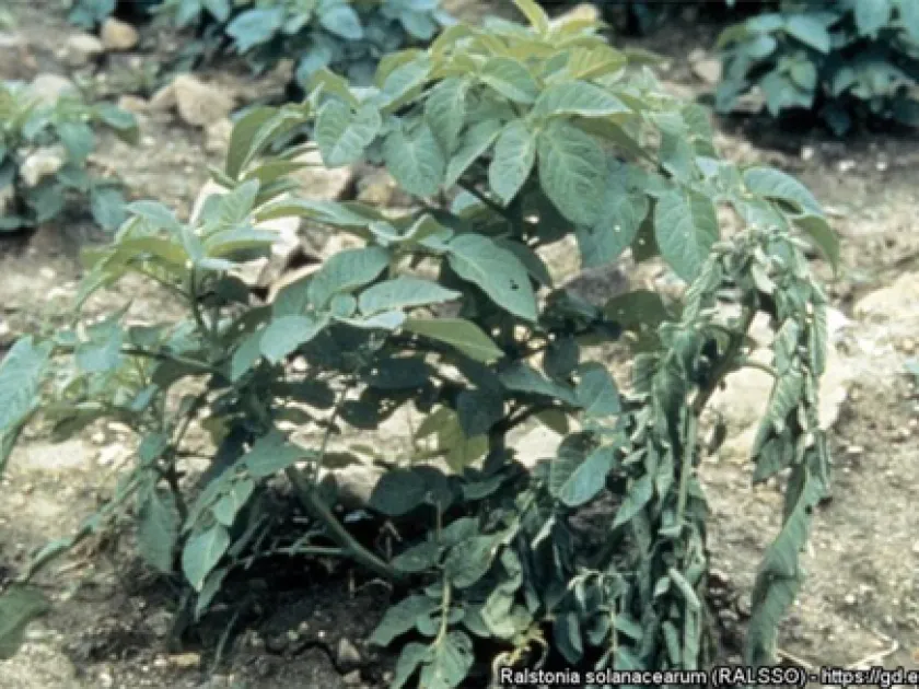 Bacterial wilt