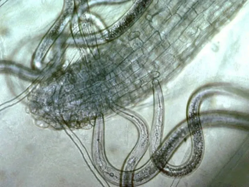 Pasteuria usgae