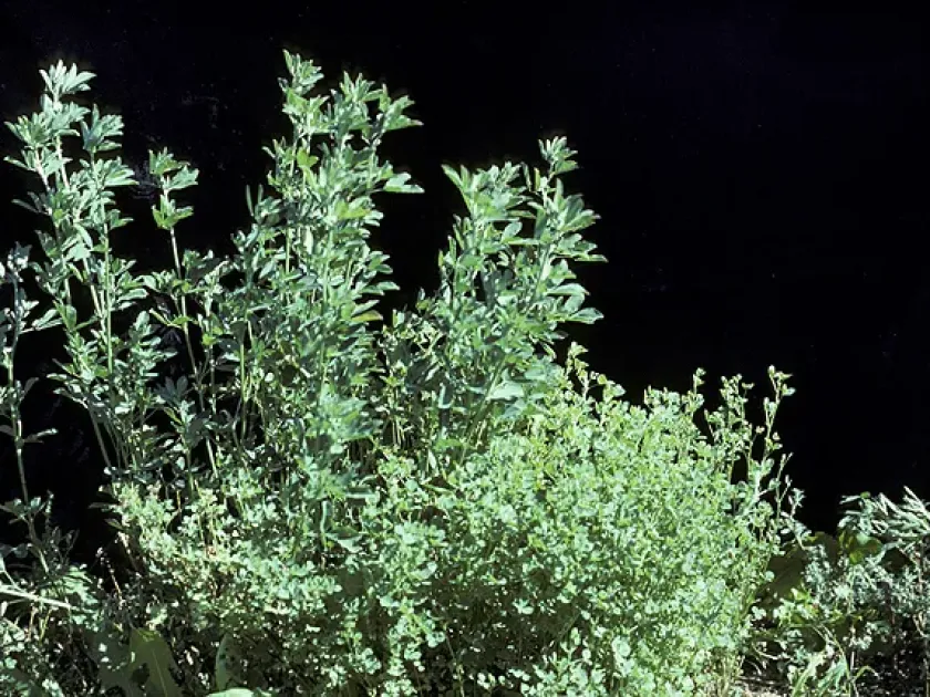 Alfalfa witches' broom