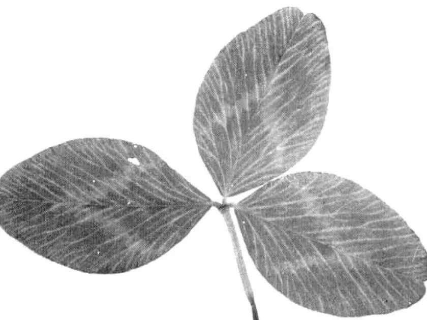 Clover yellow vein virus