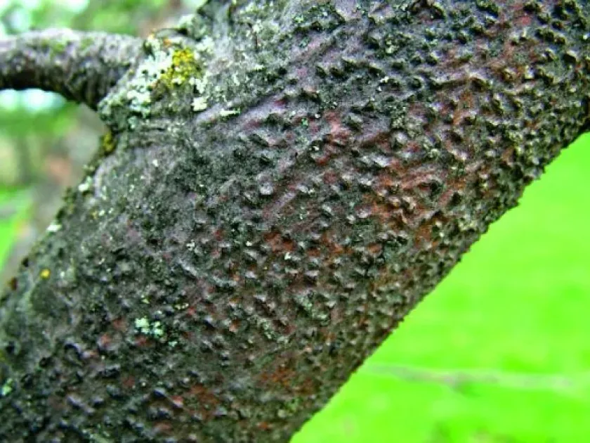 Leucostoma canker