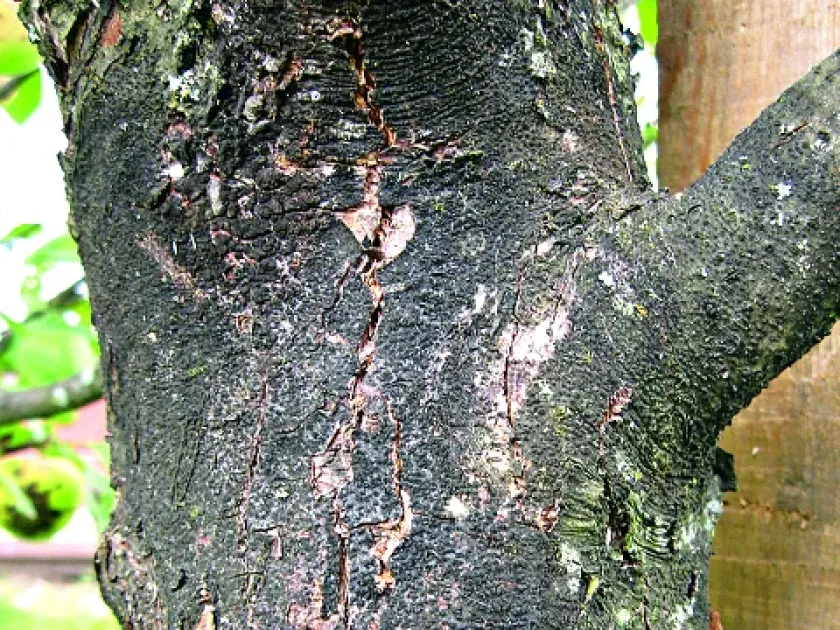 Botryosphaeria canker