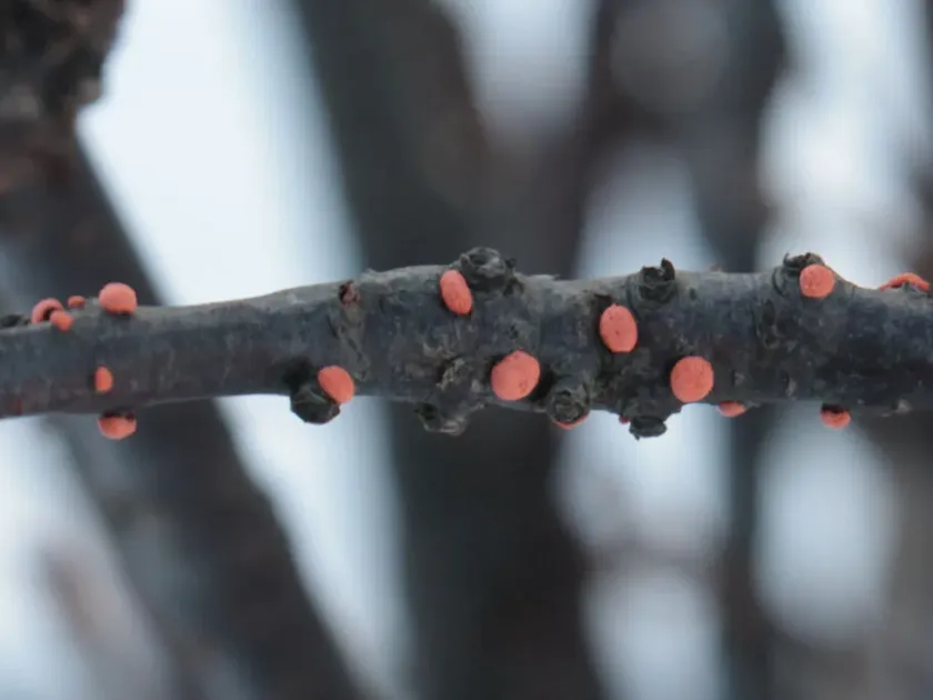 Coral spot