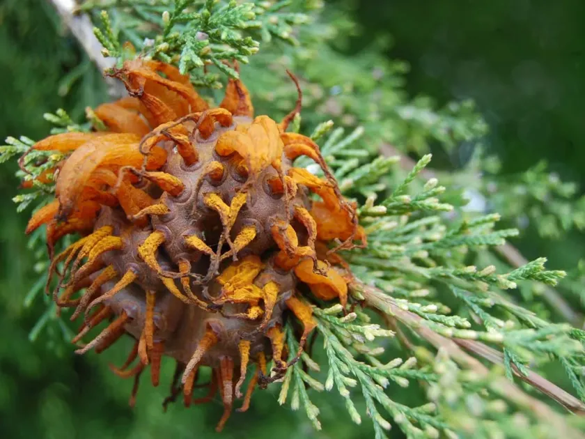 Apple rust