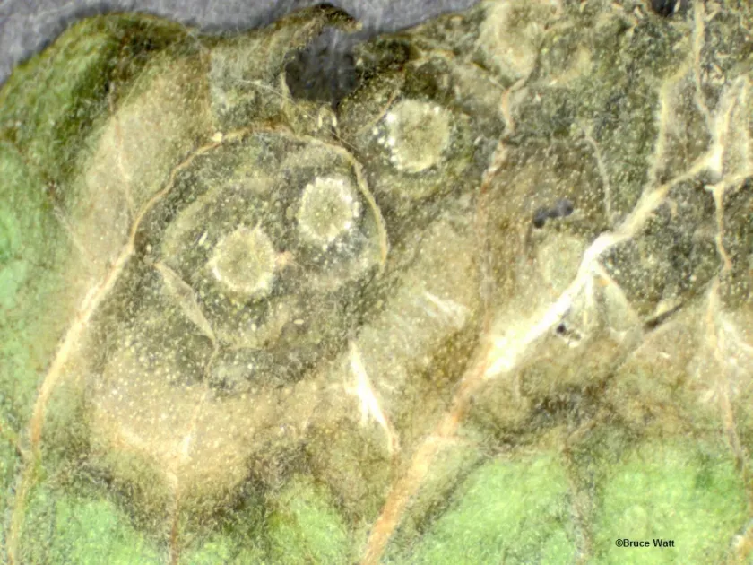 Cristulariella moricola