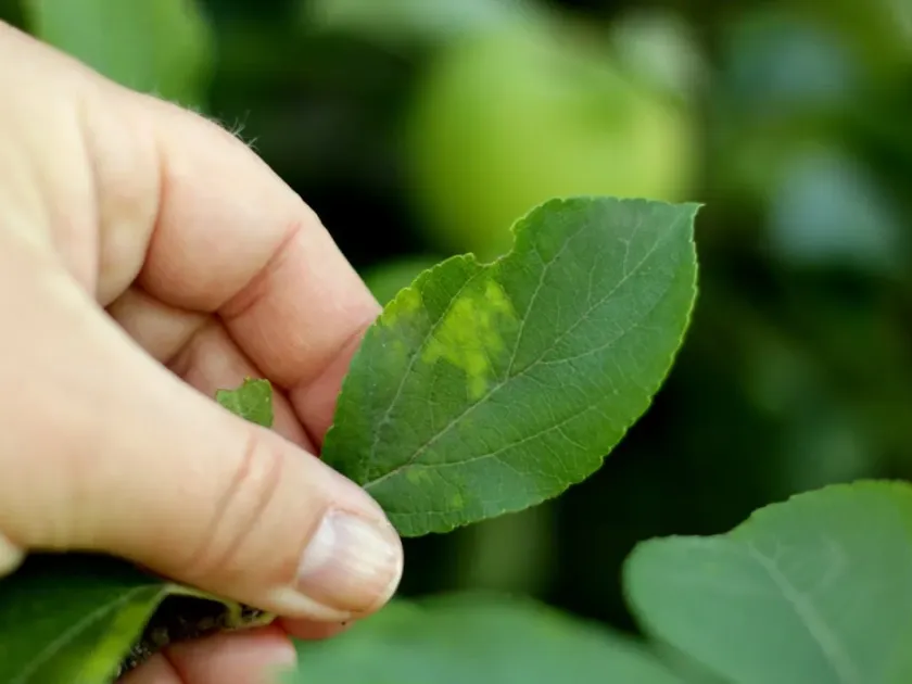 Chlorotic leaf mottle