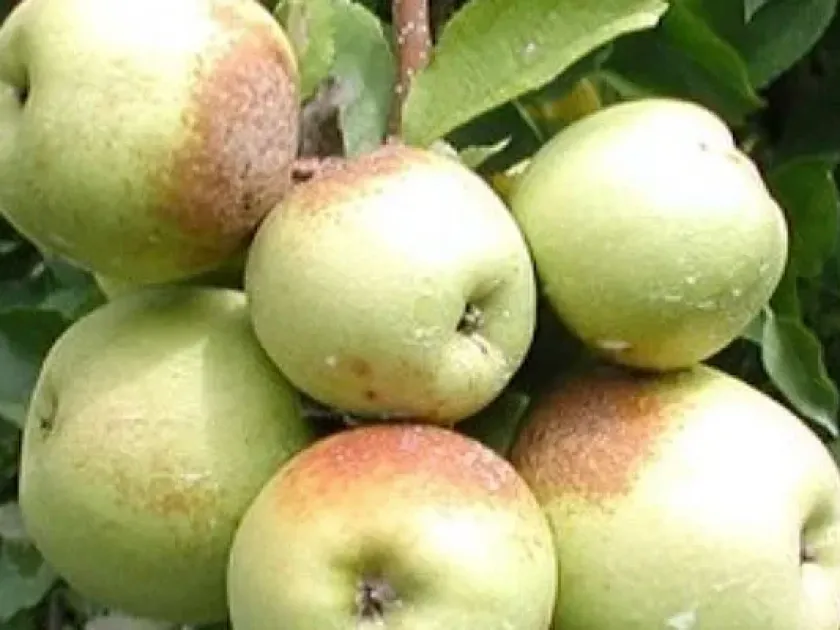 Fruit russeting