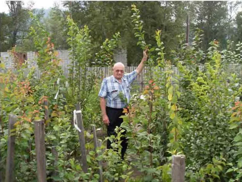 Legginess and sterility of apricot