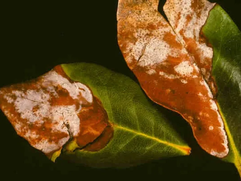 Phloeospora leaf spot