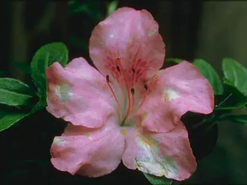 Ovulinia azaleae