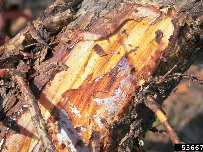 Armillaria root rot