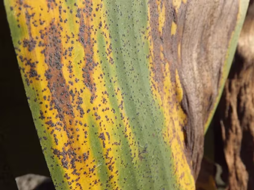 Banana speckle