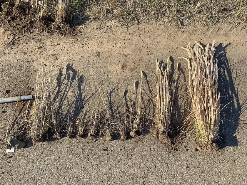 Wheat dwarf