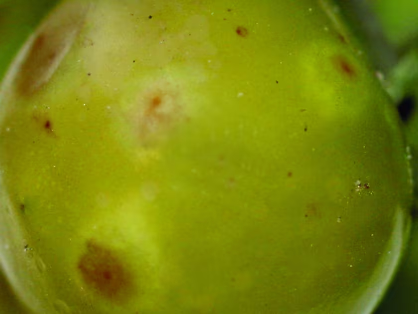 Bacterial halo blight