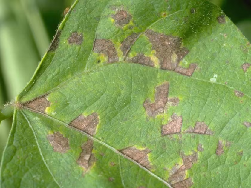 Bean common mosaic