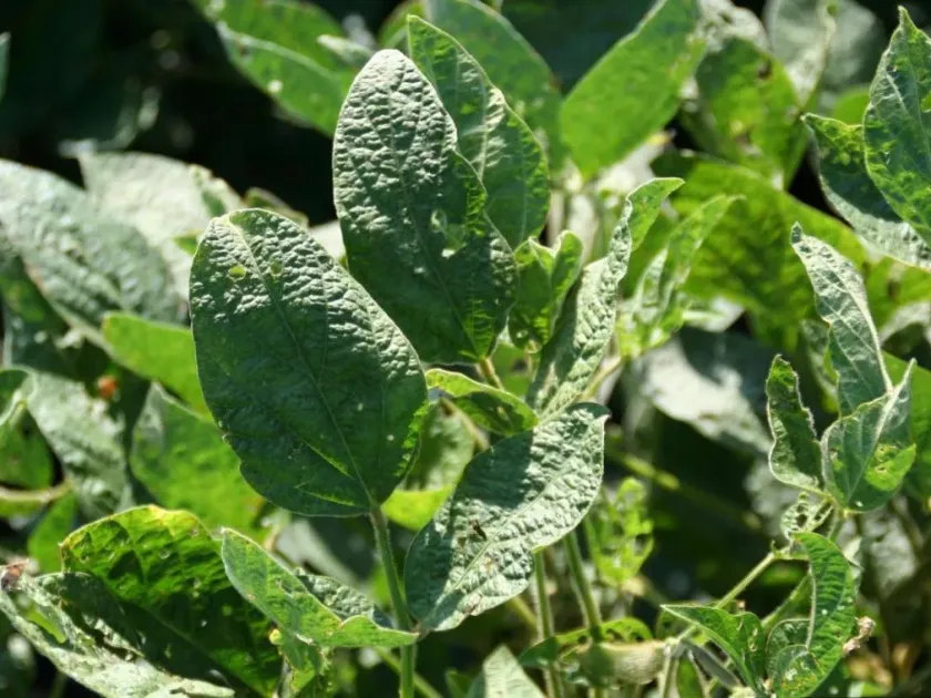 Soybean mosaic virus