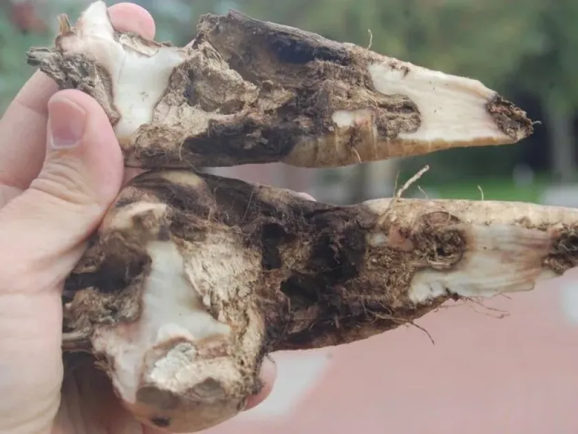 Binucleate Rhizoctonia