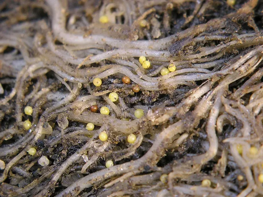 Cyst nematode