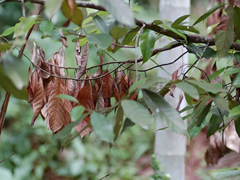 Horse hair blight
