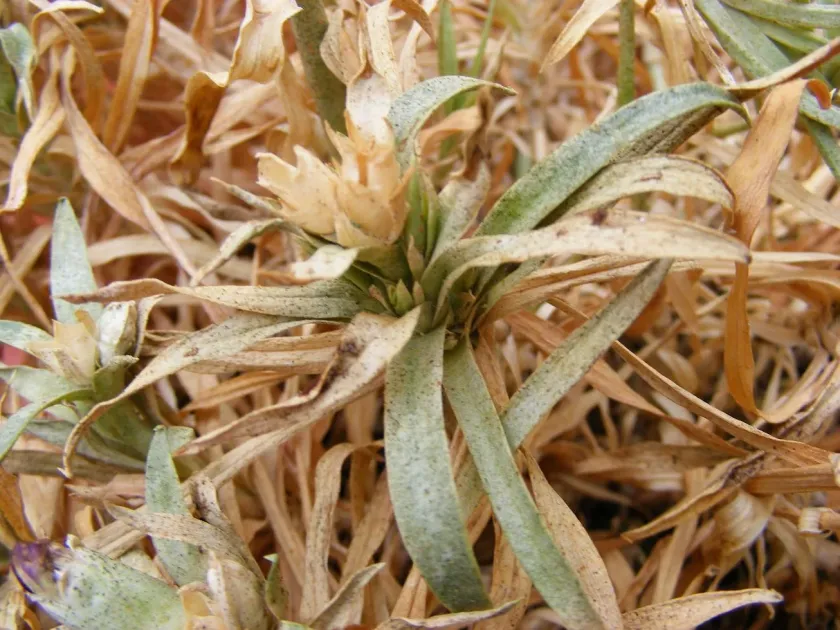 Alternaria leaf spot of carnation