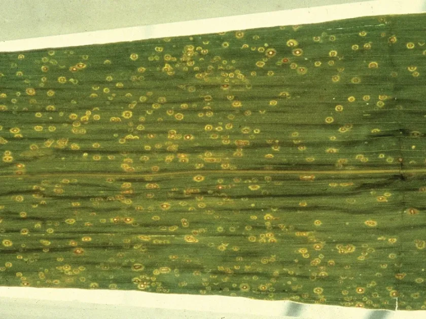 Curvularia leaf spot