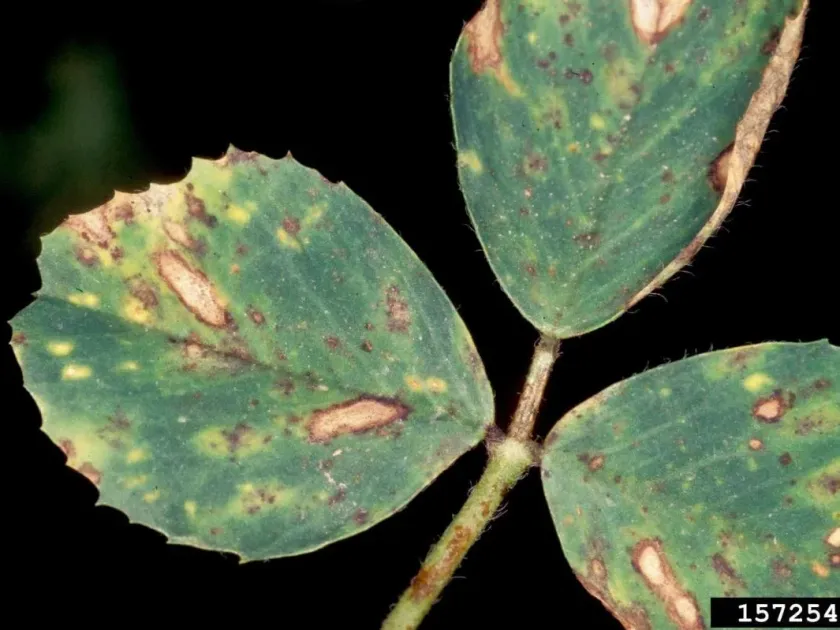 Stemphylium leaf spot
