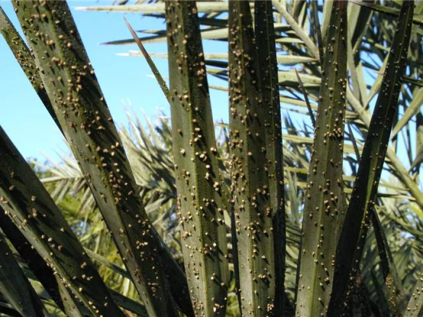 Graphiola leaf spot