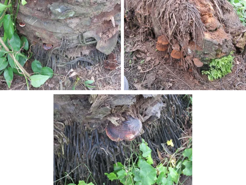 Red root rot