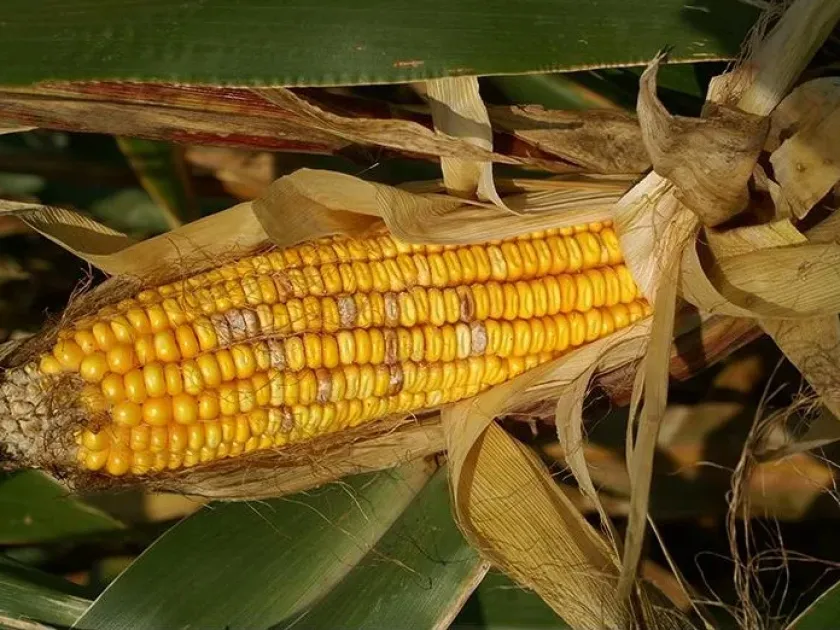 Phaeocytostroma stalk rot