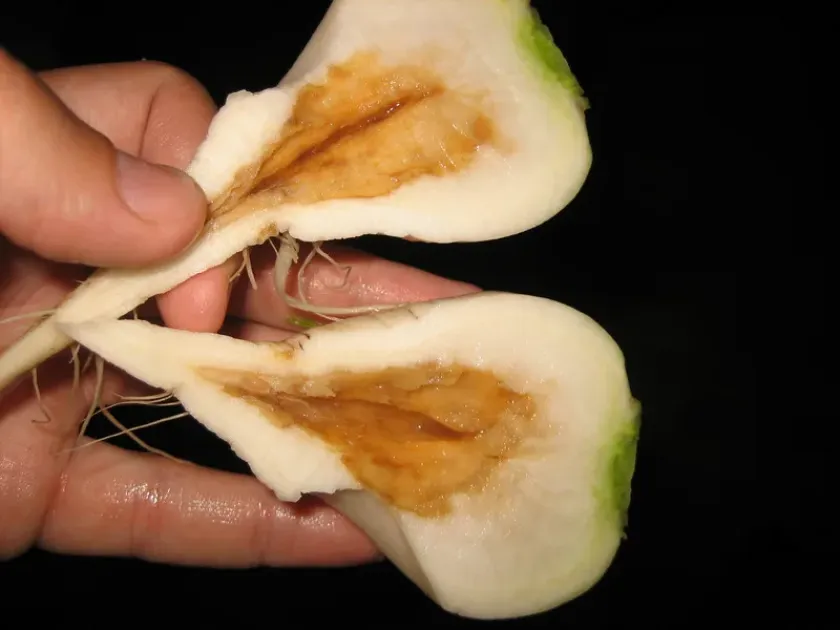 Boron deficiency