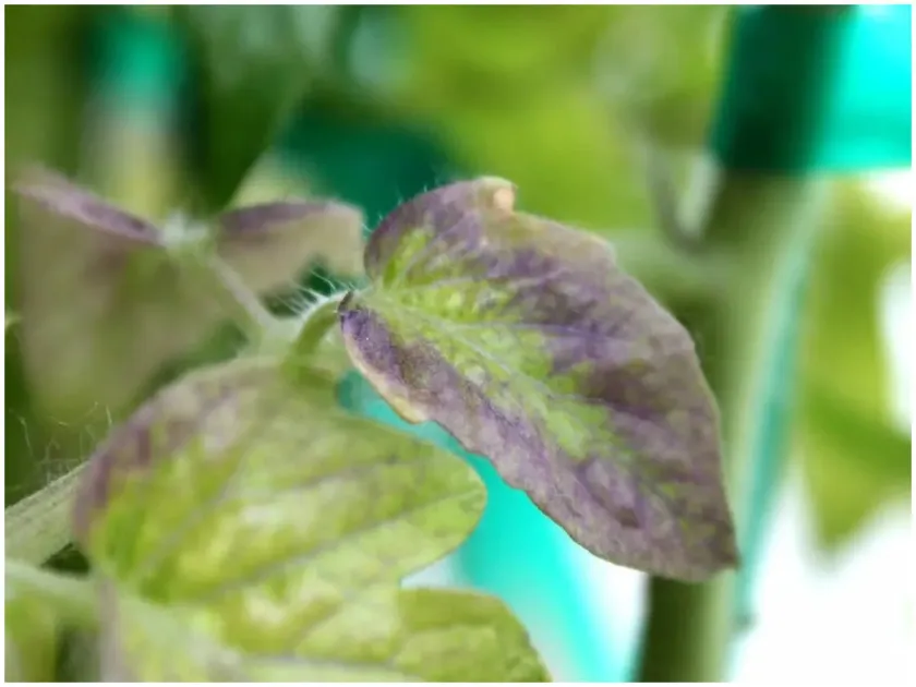 Phosphorus deficiency