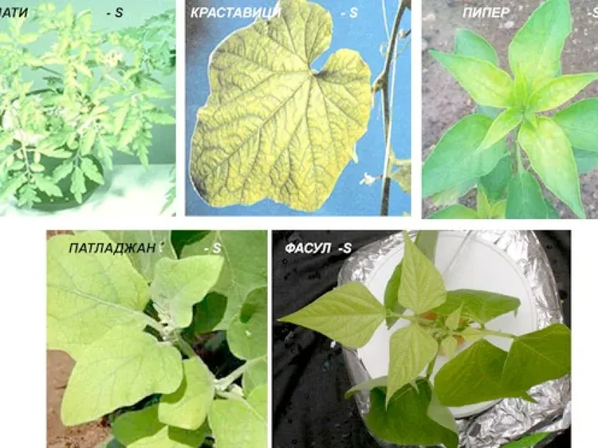 Sulfur deficiency