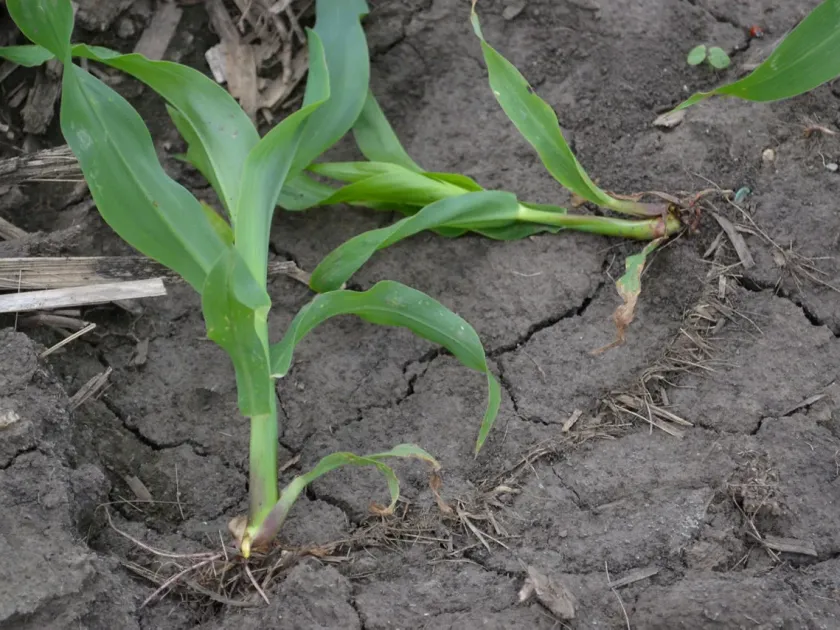 Rootless corn syndrome