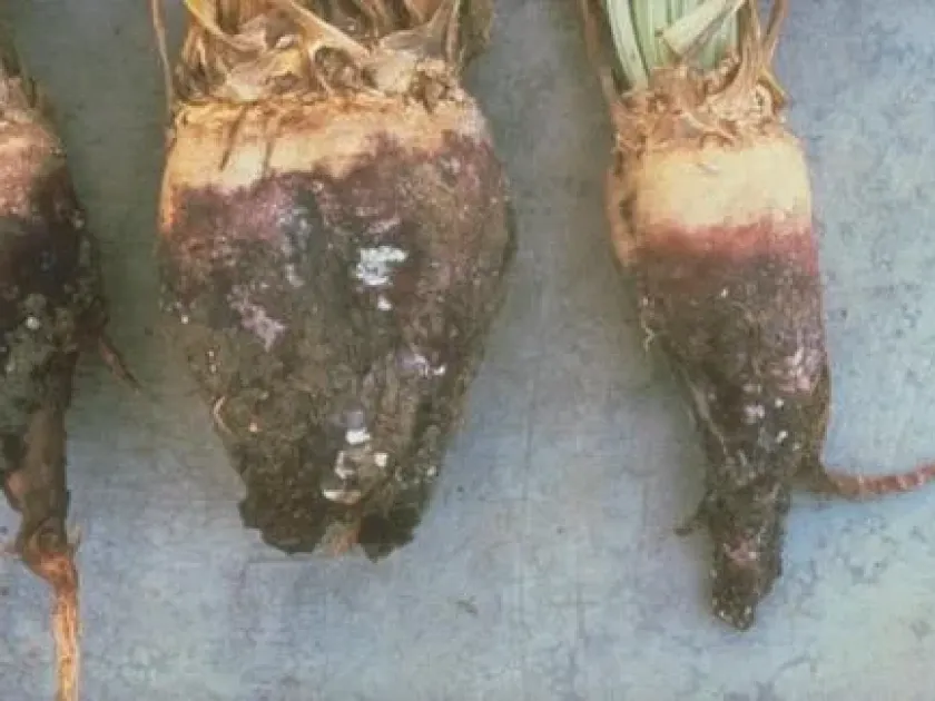 Violet root rot