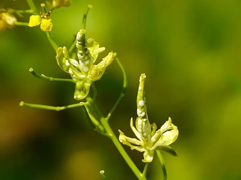 White rust of crucifers
