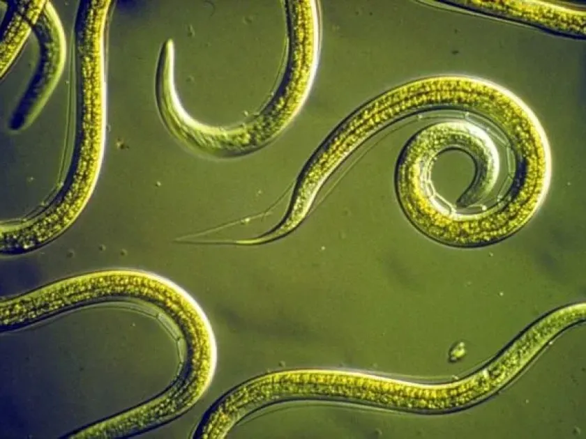 Rice root nematode