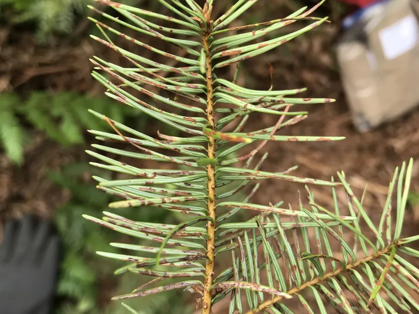Rhabdocline needle cast