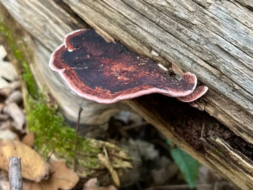 Pink sap rot