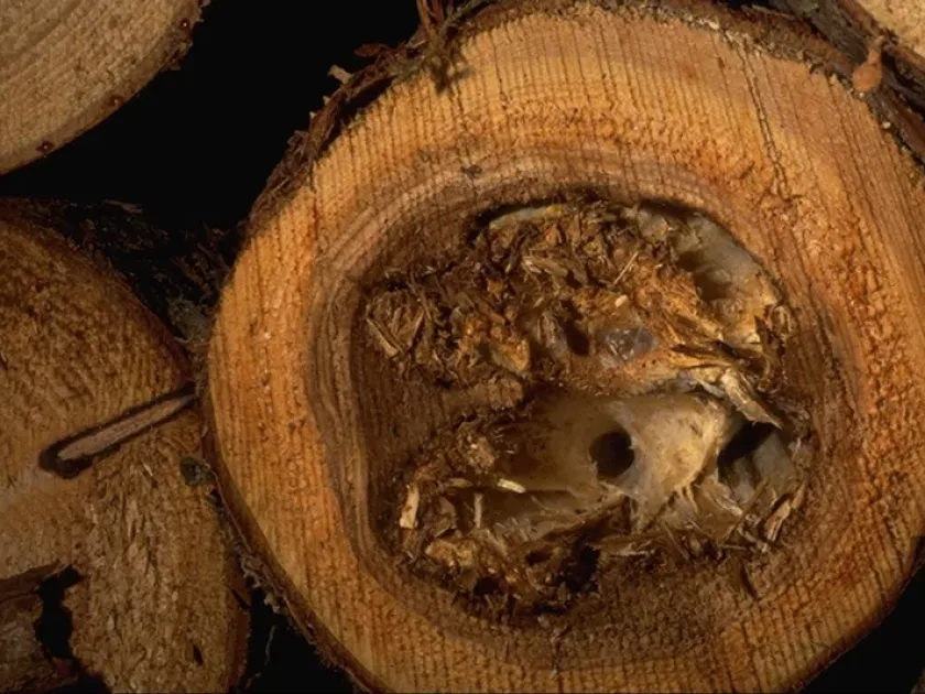 Fibrous root rot