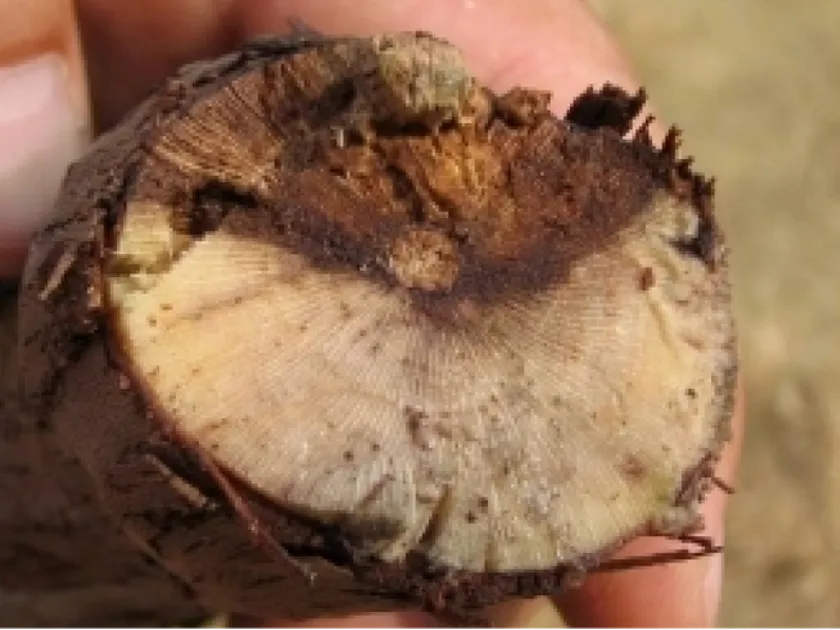 Cytosporina necrosis