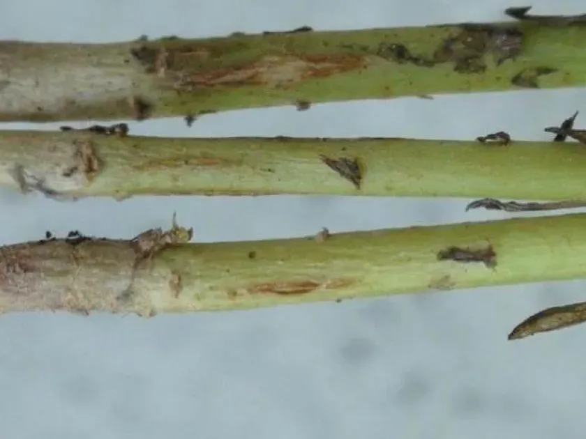 Aureobasidium pullulans