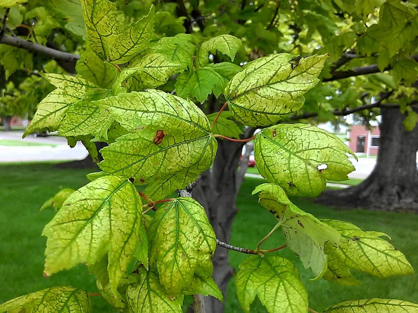 Вапняковий хлороз