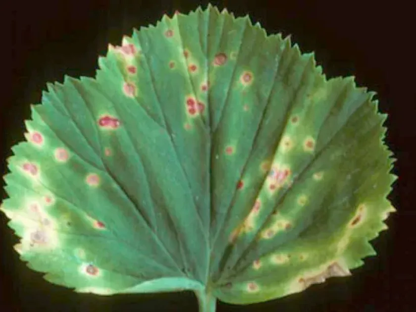 Pelargonium ring spot